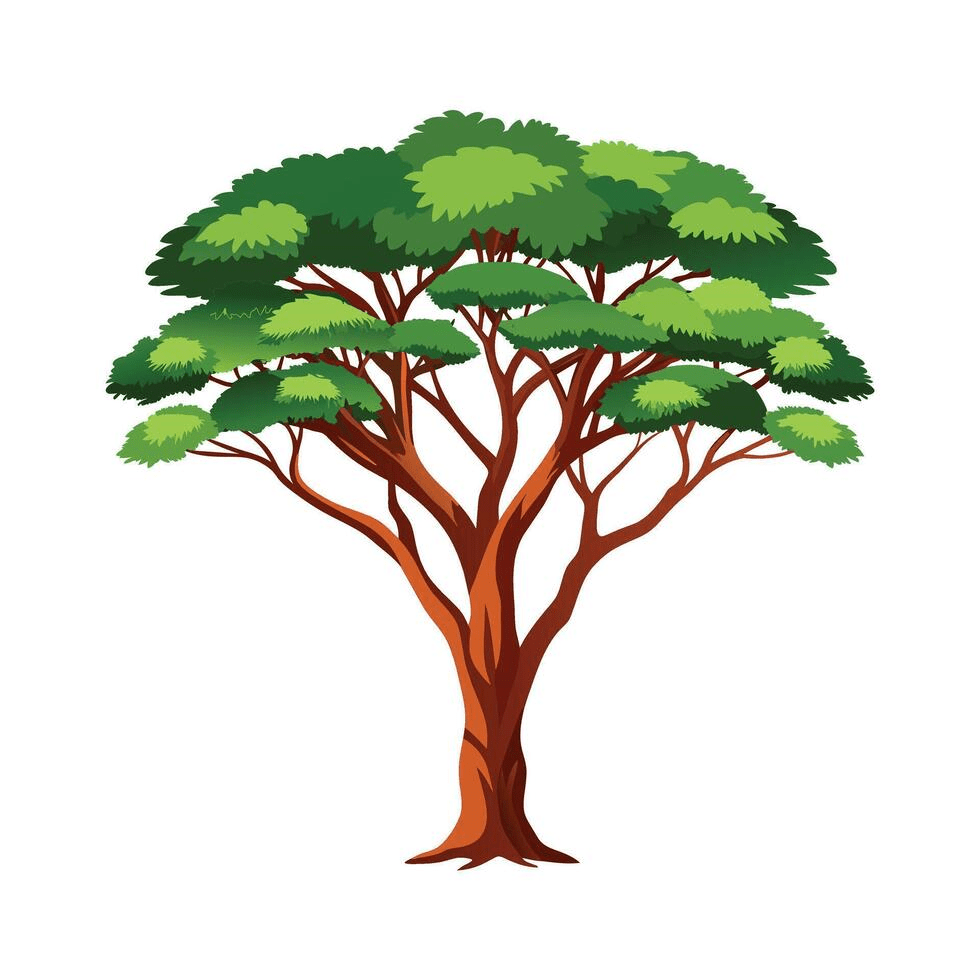 tree-akasiatjie-image